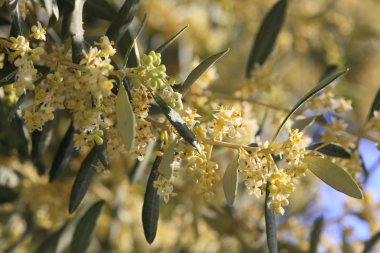 ağaç zeytin çiçek