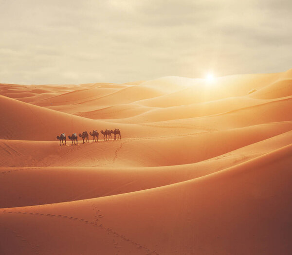 Camel Caravan Panoramic Sahara Scenic Stock Image