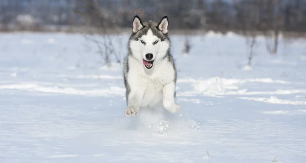 Huskys at race in winter — Stock Photo, Image