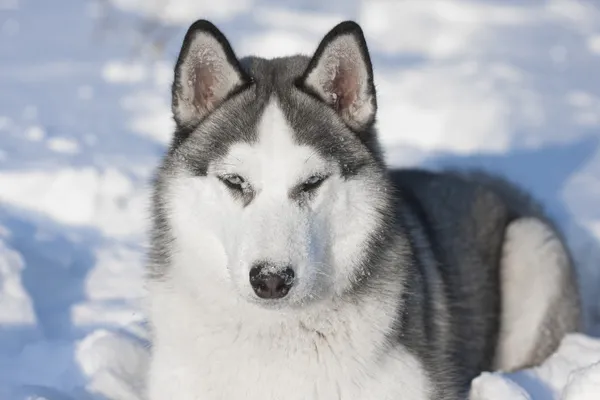 Siberian husky dog winter portrait — Stock Photo, Image