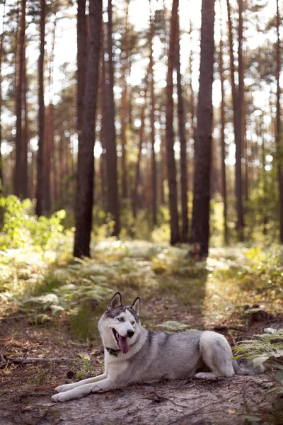 Siberian husky resten — Stockfoto