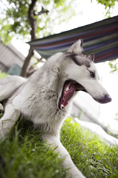 Siberian husky rest — Stock Photo, Image