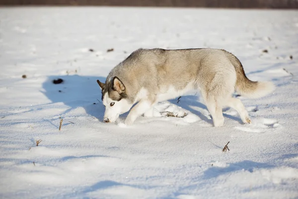 Siberian husky in snow — Stock Photo, Image