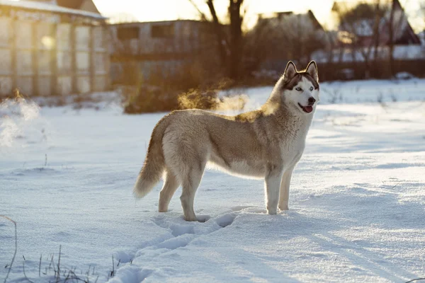 Siberian husky in snow — Stock Photo, Image