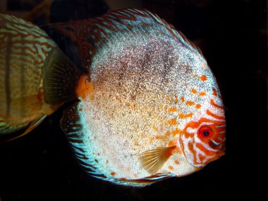Discus balığı