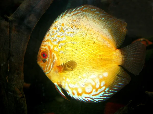 Discus Fish — Stock Photo, Image