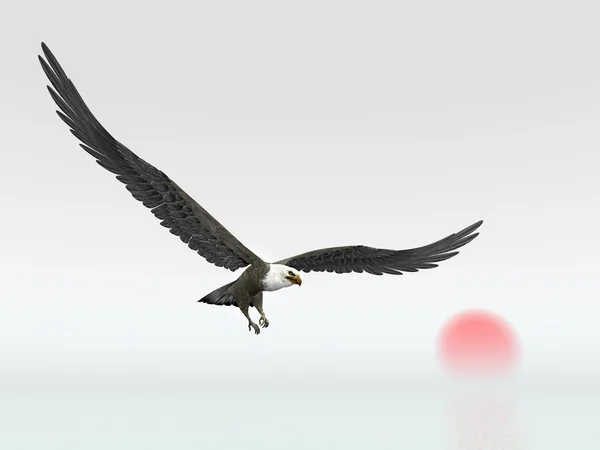 Seeadler — Stockfoto