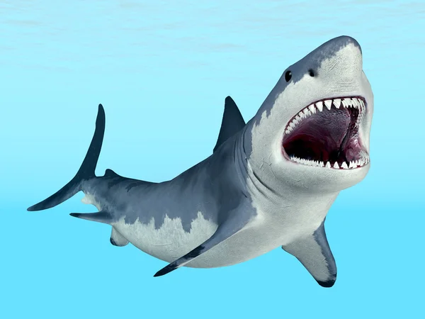 White Shark — Stock Photo, Image