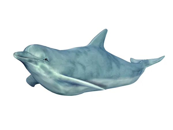 Плавающий дельфин — стоковое фото