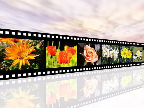 Flower Impressions Stock Image