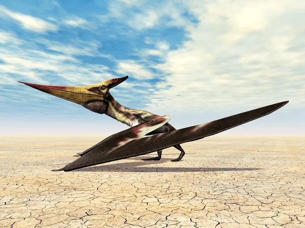 Динозавр крилом літаючої Pteranodon — стокове фото