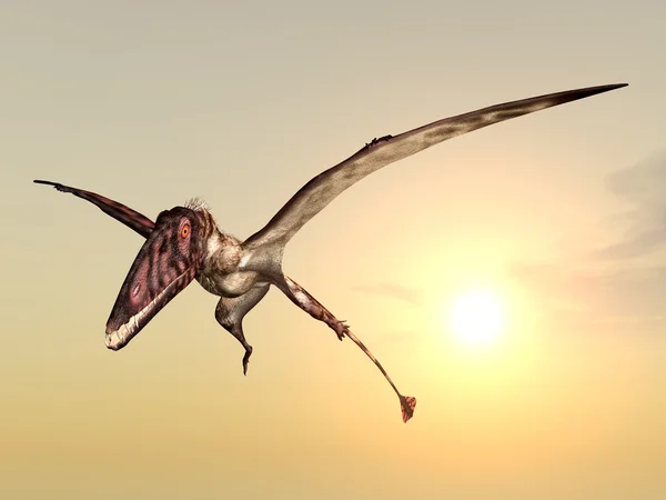 Летучий динозавр Диморфодон — стоковое фото