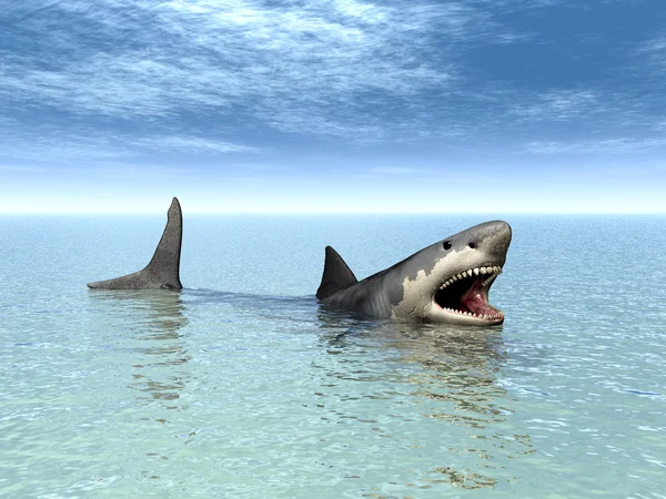 Witte haai — Stockfoto