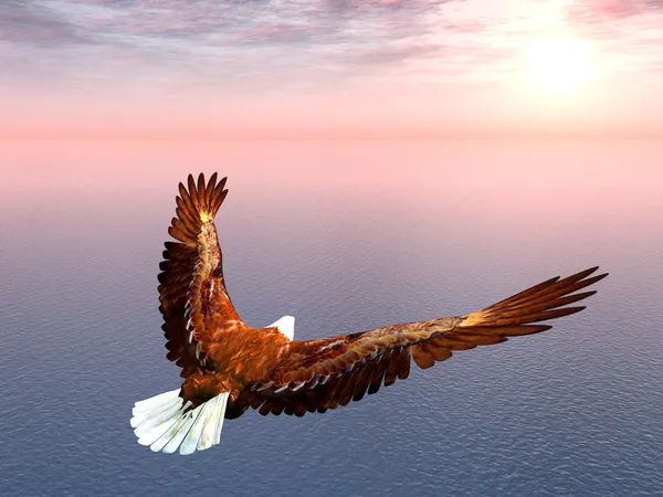 Sea Eagle — Stock Photo, Image