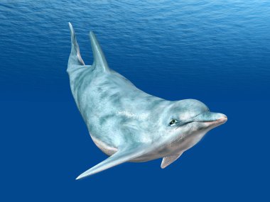 Dalış dolphin
