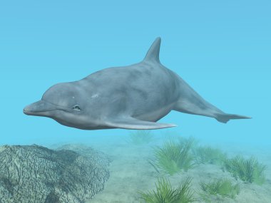 Dalış dolphin