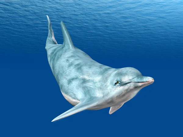 Diving Dolphin — Stock Photo, Image
