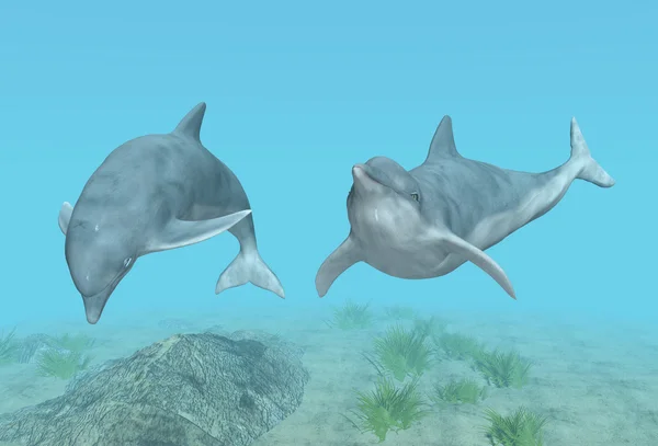 Delfines de buceo — Foto de Stock