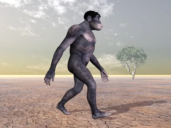 Homo habilis - människans evolution — Stockfoto