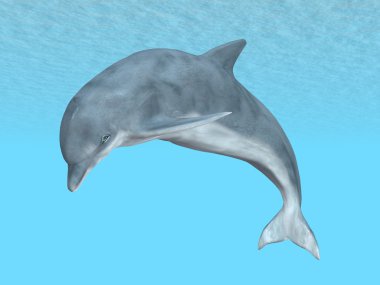 Dalış dolphin