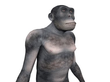 Homo habilis - insan evrimi