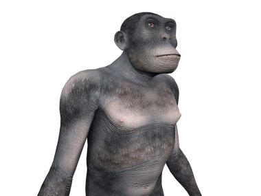 Homo Habilis - Human Evolution clipart