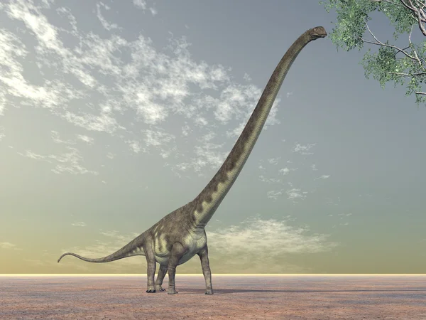 Mamenchisaurus δεινοσαύρων — Φωτογραφία Αρχείου