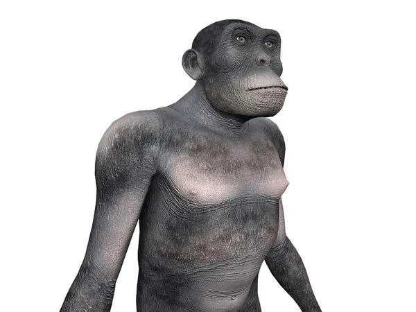 Homo Habilis - Evoluzione Umana — Foto Stock