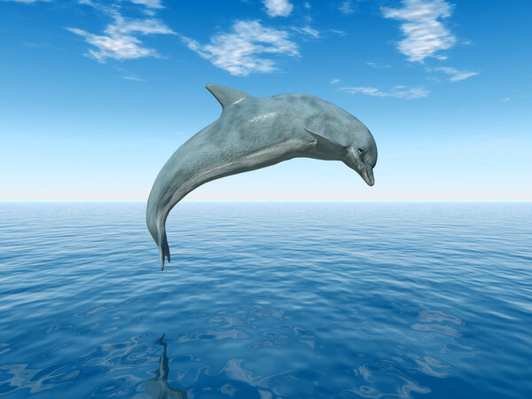 Jumping Dolphin