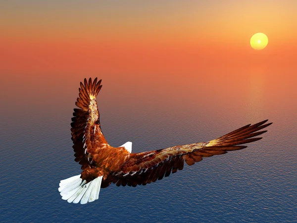 Águila marina — Foto de Stock