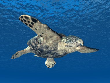 Dev deniz kaplumbağası archelon