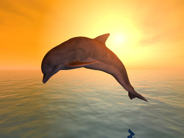 Jumping Dolphin