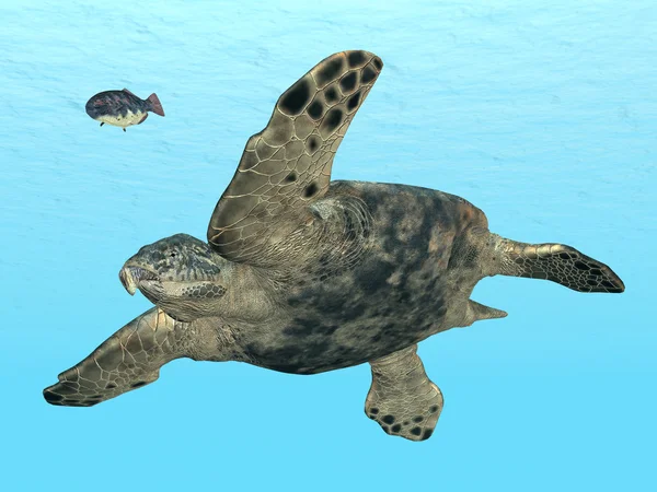 Giant Sea Turtle Archelon — Stock Photo, Image