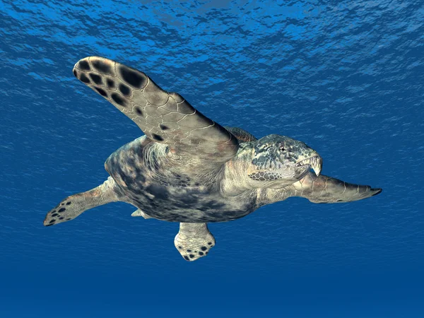 Гигантская морская черепаха Арчелон — стоковое фото