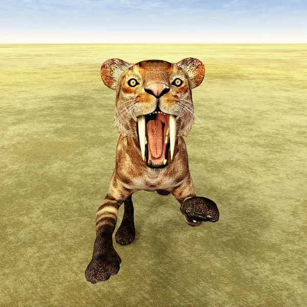 Saber-Toothed Cat Smilodon — Stock Photo, Image