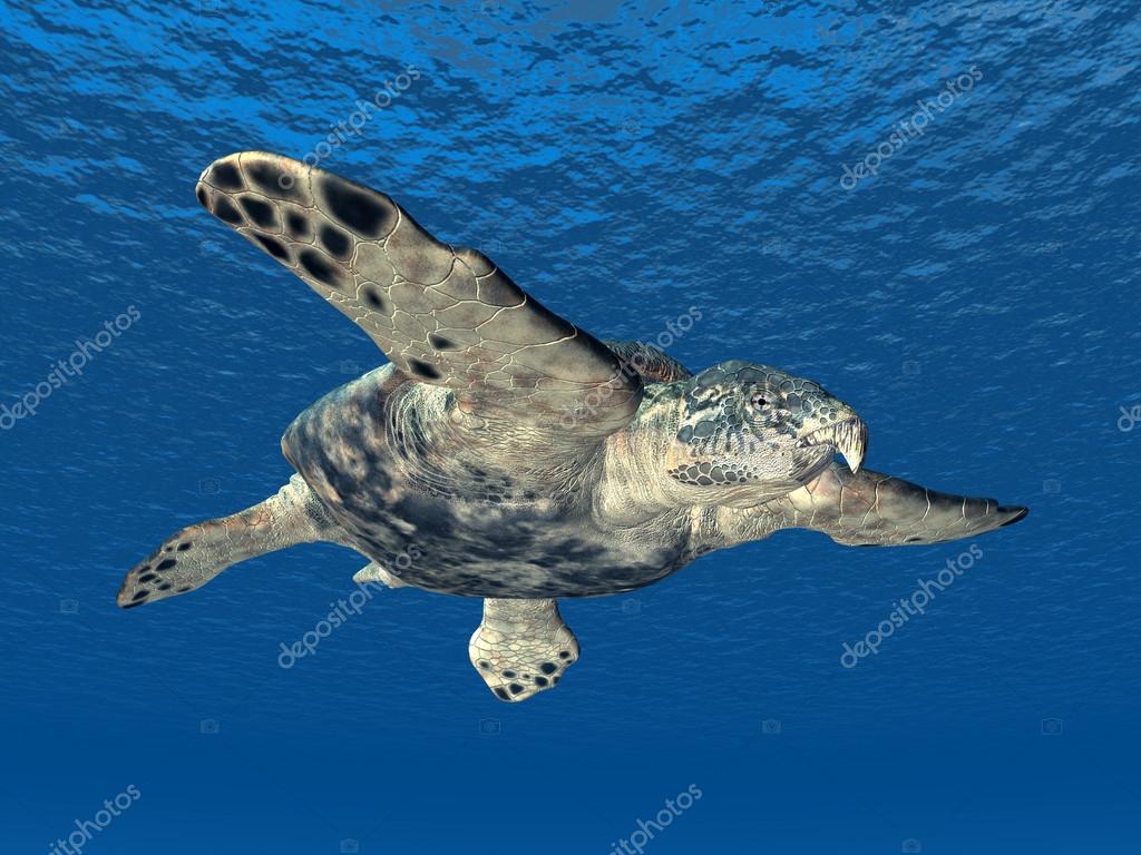 Leatherback Sea Turtle | National Wildlife Federation