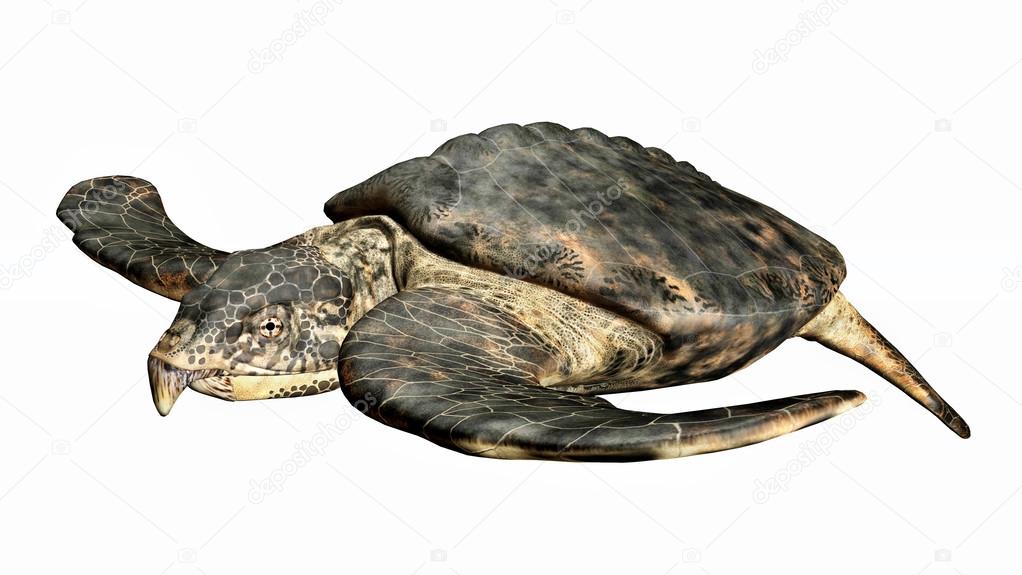 Giant Sea Turtle Archelon Stock Photo By C Mic1805 Giant Sea Turtle Archelon Stock Photo By C Mic1805