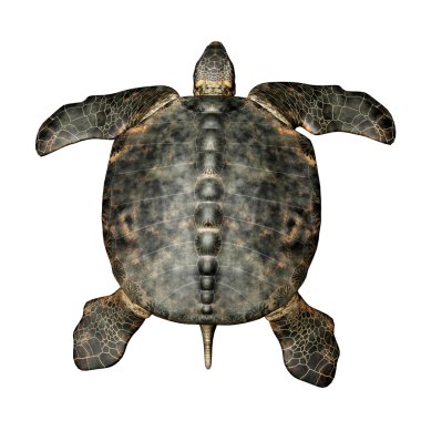 Dev deniz kaplumbağası archelon