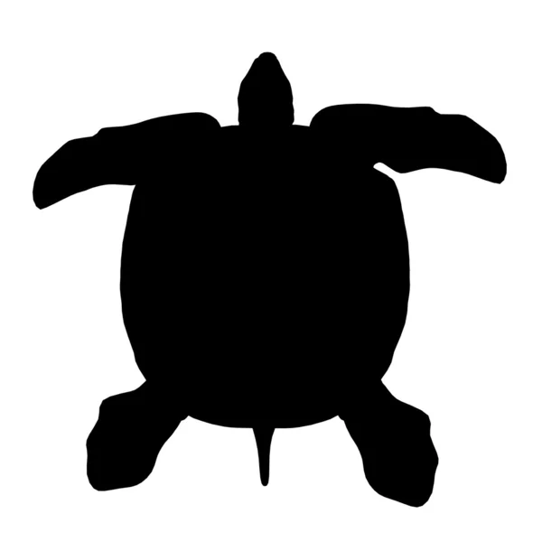 Silhouet van een zeeschildpad — Stockfoto