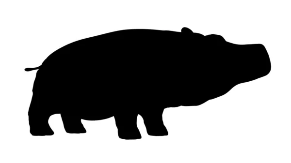 Silhouette d'un hippopotame — Photo