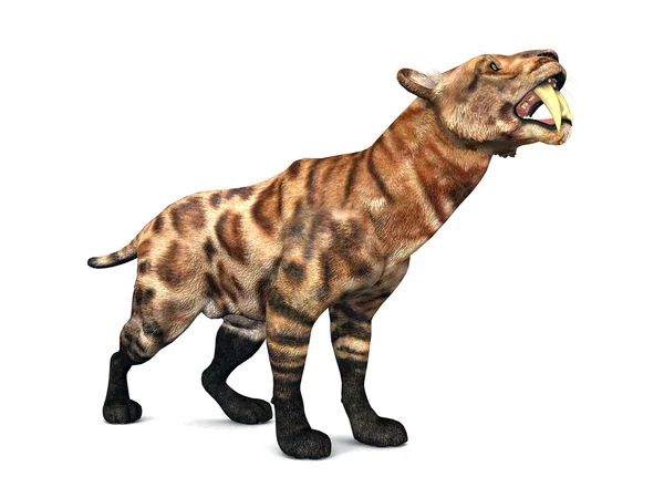 De smilodon — Stockfoto