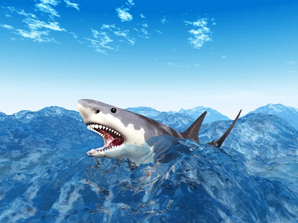 Большая белая акула — стоковое фото