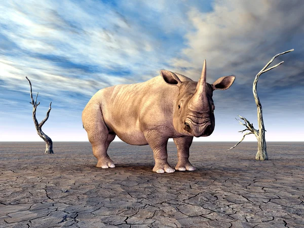 Rhinoceros — Stock Photo, Image