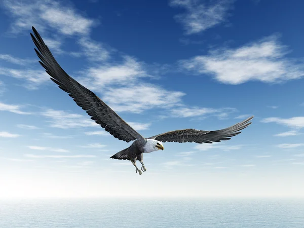 Sea Eagle — Stock Photo, Image
