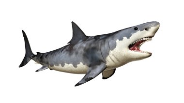 Büyük beyaz köpekbalığı