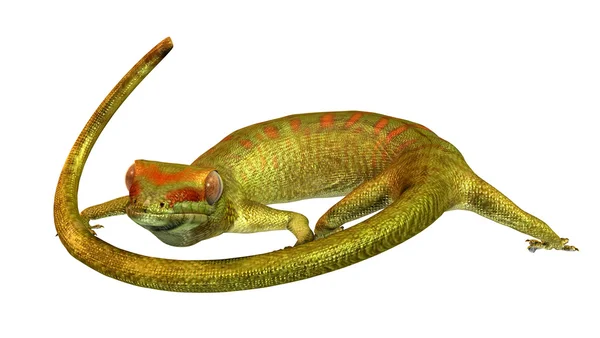 Gecko — Stockfoto