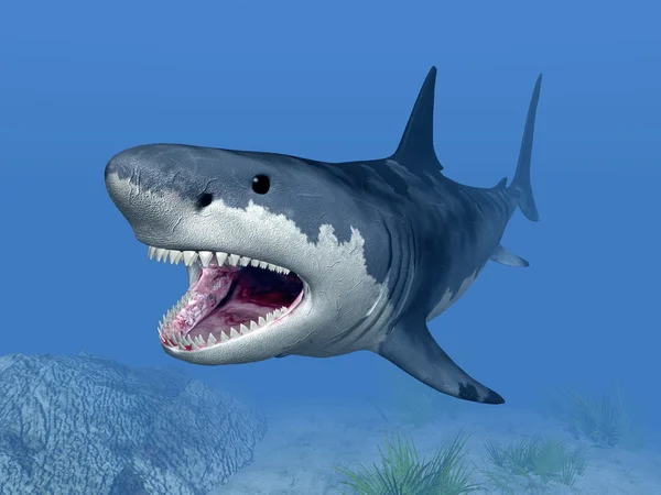 Grote witte haai — Stockfoto