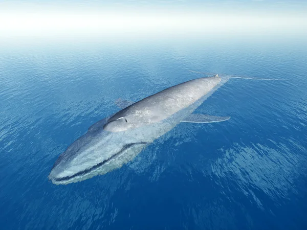 Синий кит — стоковое фото