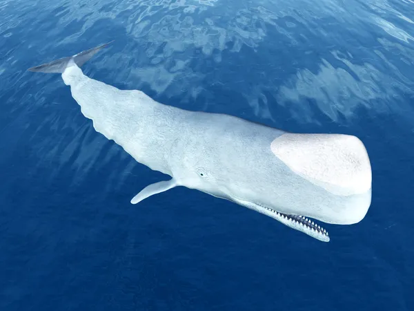 Sperm Whale — Stock Photo, Image