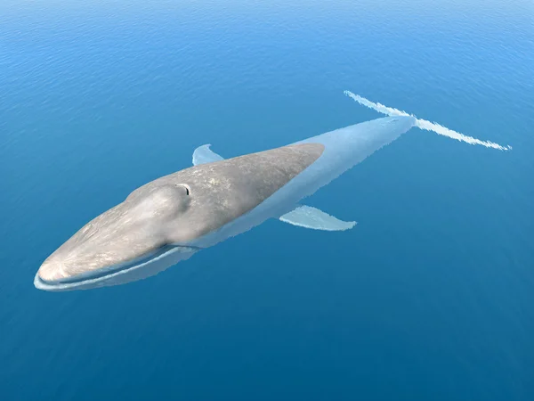 Блакитного кита — стокове фото